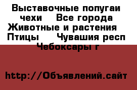 Выставочные попугаи чехи  - Все города Животные и растения » Птицы   . Чувашия респ.,Чебоксары г.